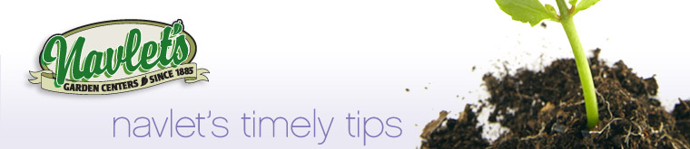 Navlet's Timely Tips
