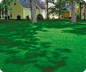 How to Care for Your Summer Lawn