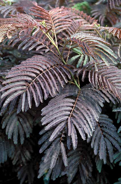 Summer Chocolate Mimosa